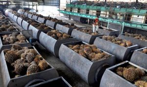 Tak-Hanya-Petani-Pabrik-Sawit-Pun-Panik-Berharap-Kran-Ekspor-CPO-Dibuka-768x432